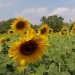 ททท.พลิกโฉมทุ่งทานตะวันลพบุรี-สู่-sunflower-amaze-:-เขาวงกตในทุ่งทานตะวัน-–-สยามรัฐ